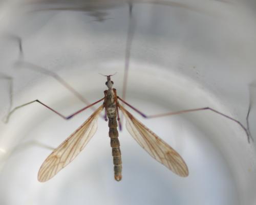 Limnophila pictipennis